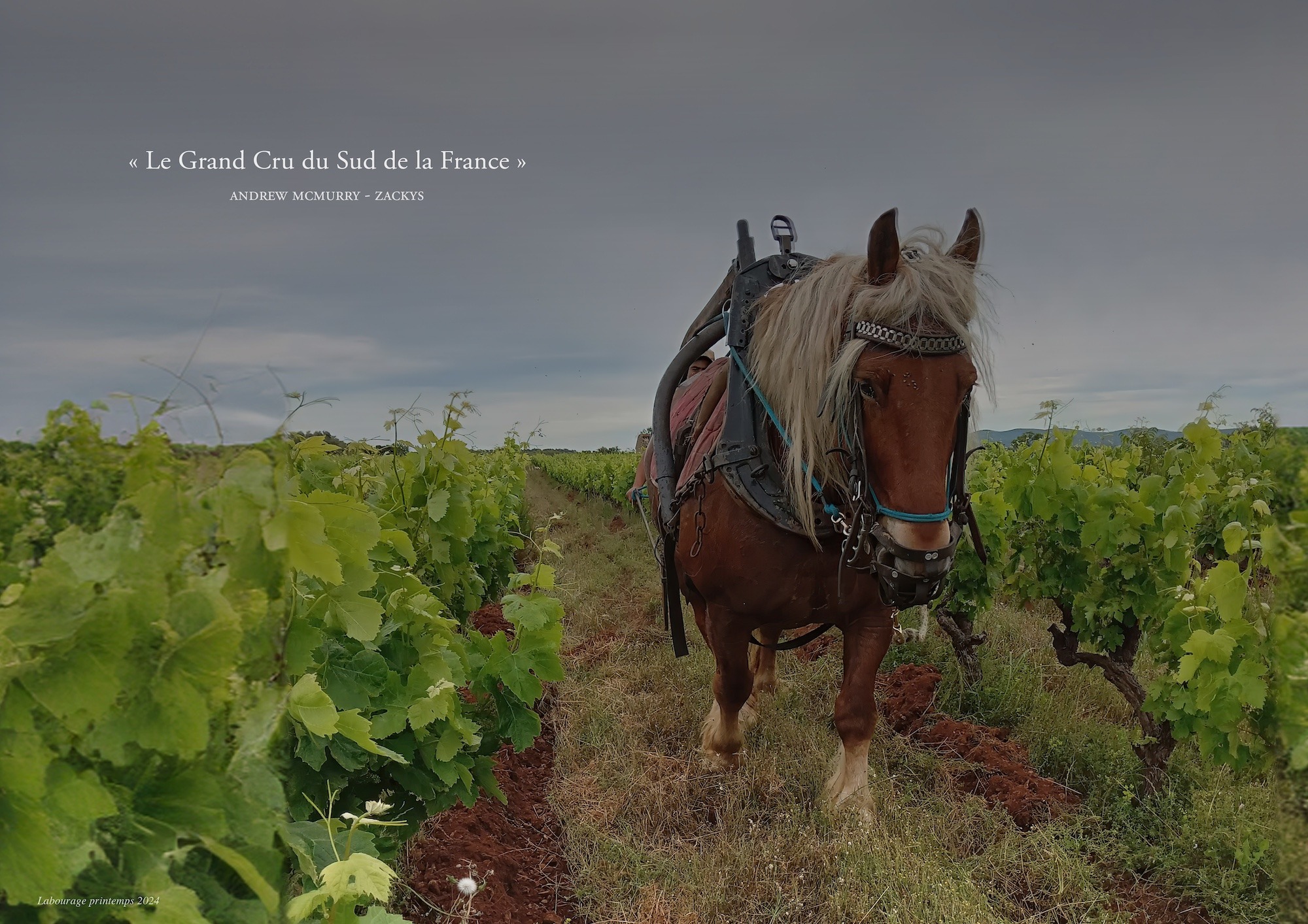 « Le Grand Cru du Sud de la France »